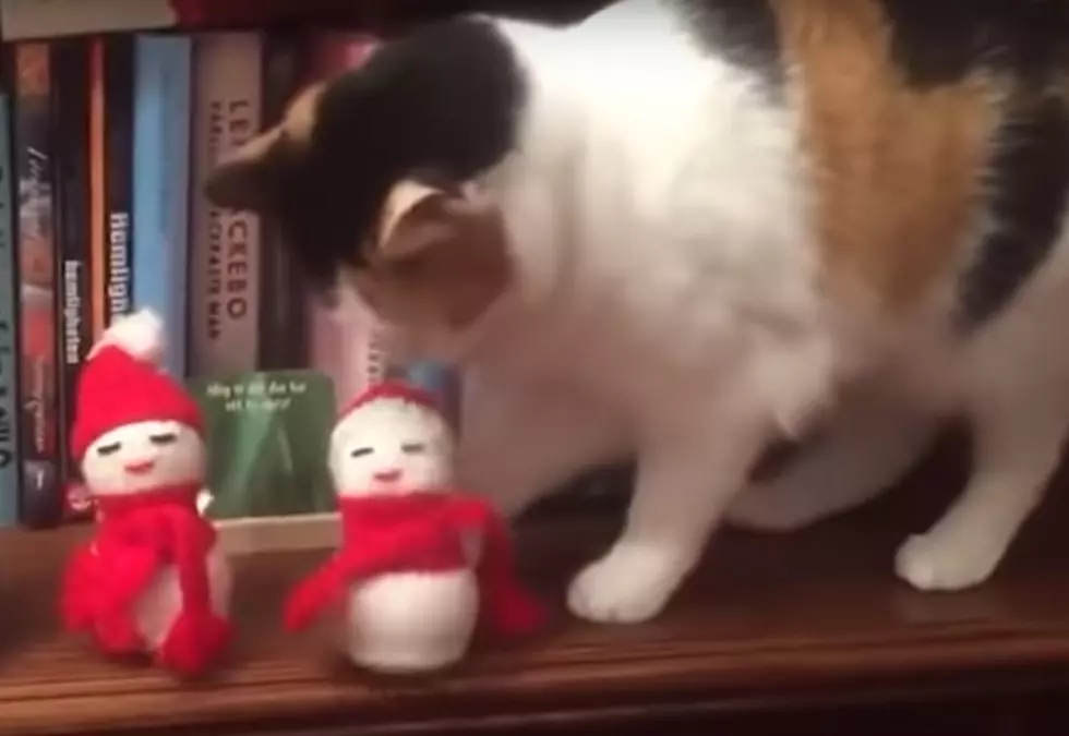 Christmas Decorations Don’t Stand A Chance Against Cats