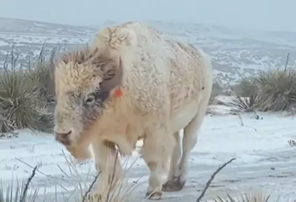 WATCH: Rare White Wyoming Bison
