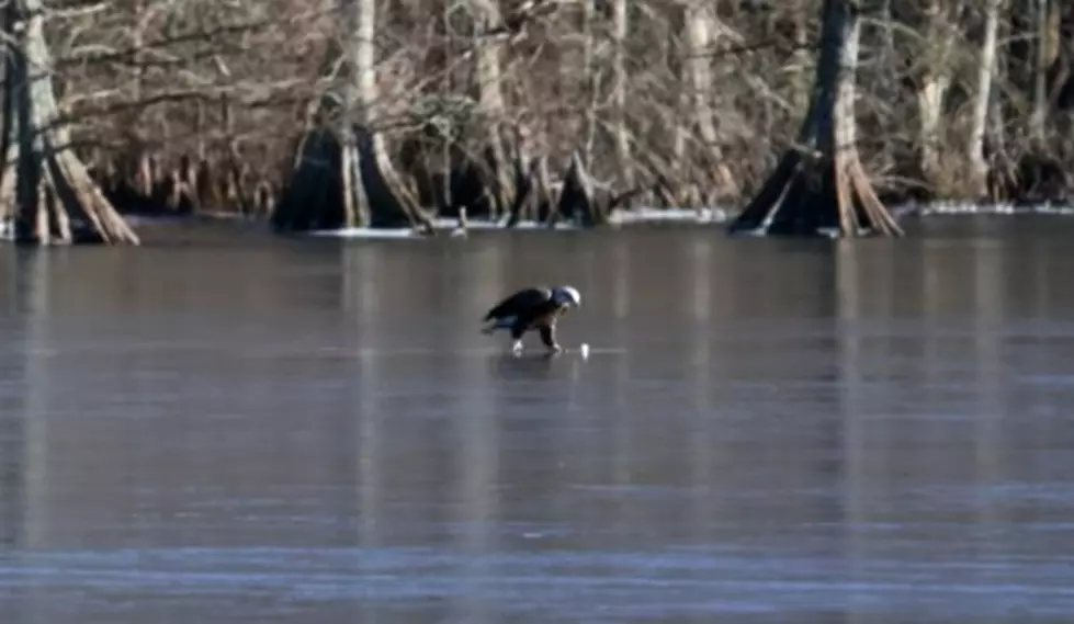 WATCH: Bald Eagle Plays With Golf Ball On Ice