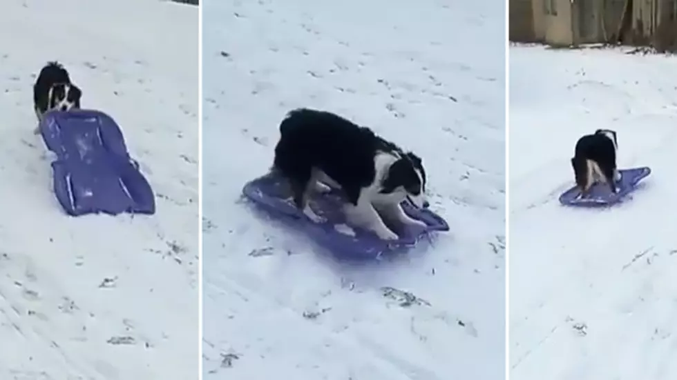WATCH: Dogs Take Themselves Snow Sledding