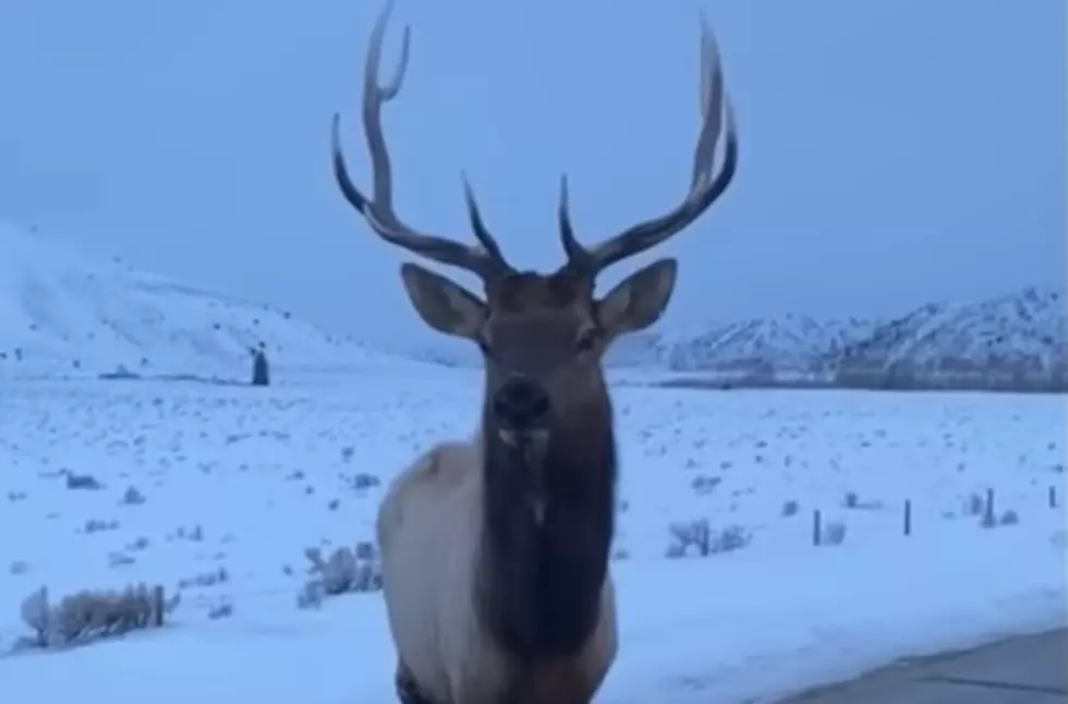 WATCH: Annoyed Elk Pops Colorado Drivers Tire