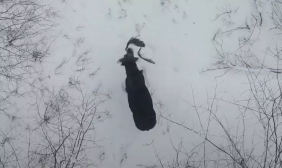 I Can&#8217;t Stop Watching This Moose Casually Shake Off Its Antlers