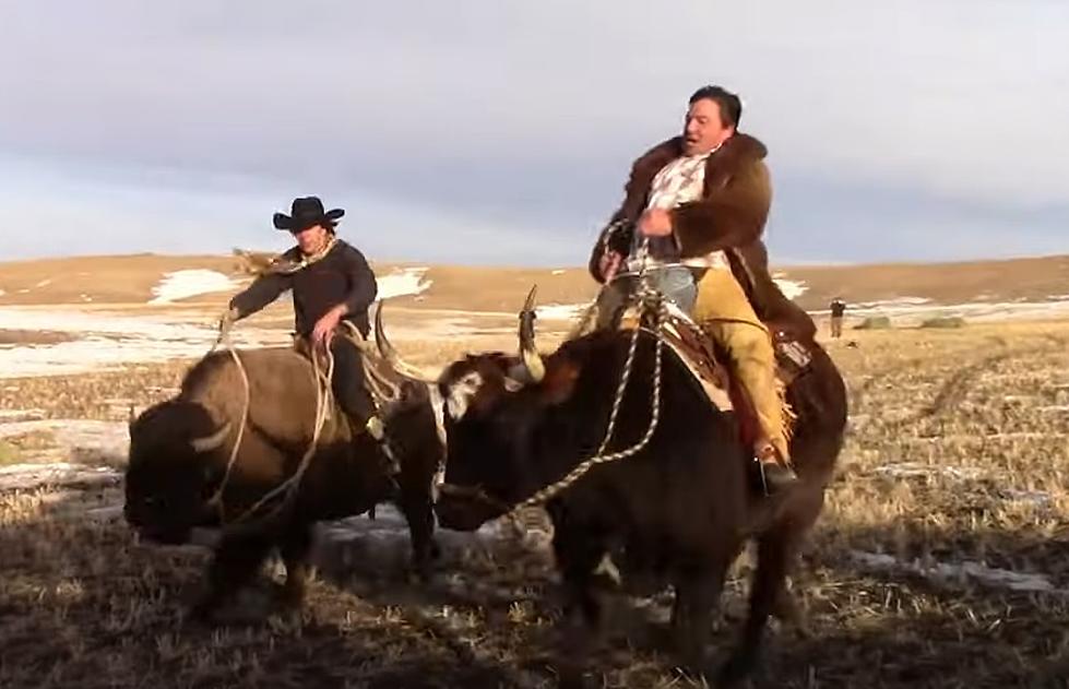 Wyoming Bison Squares Off Against Texas Long Horn In Race