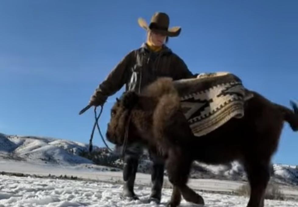 Cowgirl Saddle Breaks A Baby Bison
