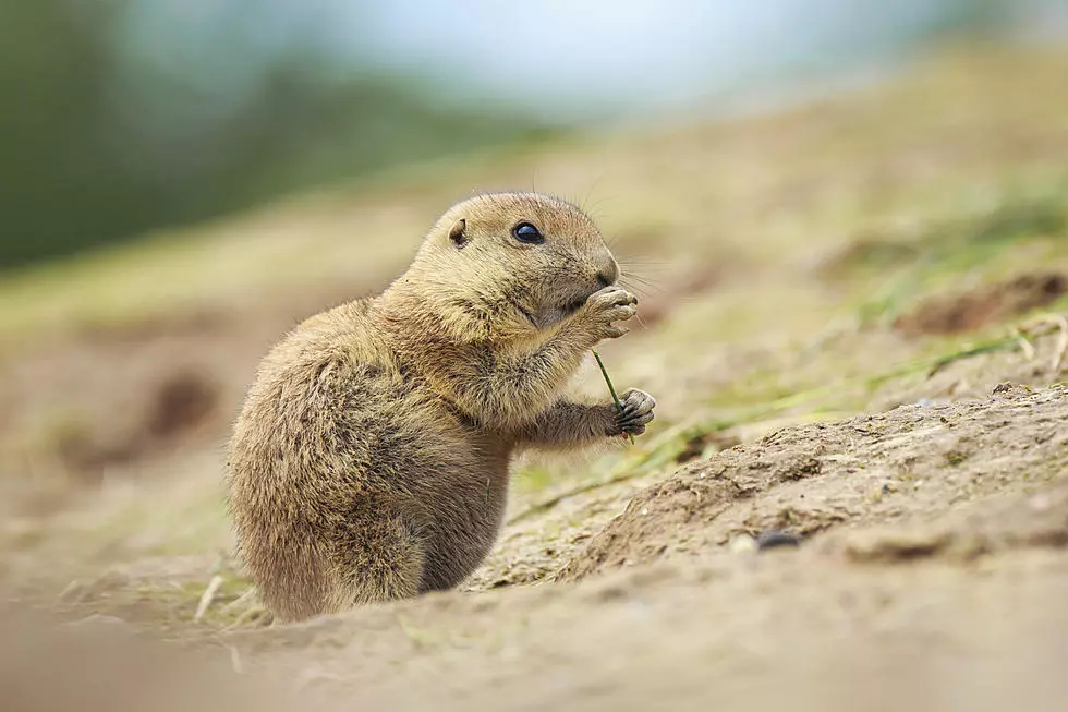 Wyoming’s Lander Lil Constantly Out Predicts Punxsutawney Phil