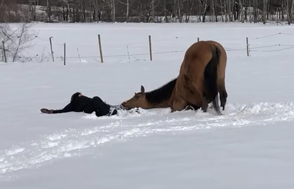 WATCH: Horse Makes Snow Angels With Rider