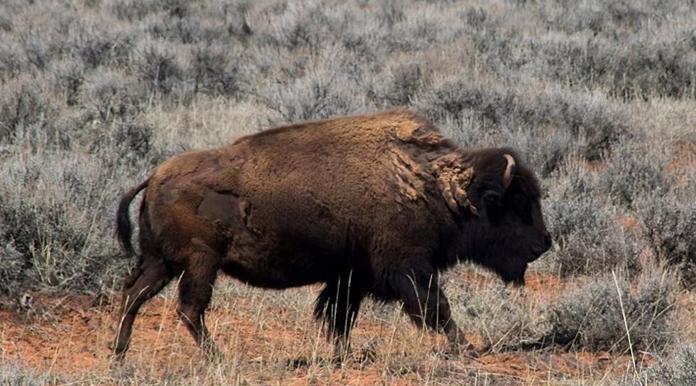 Thermopolis Wyoming Is Hiding A Bison Secret