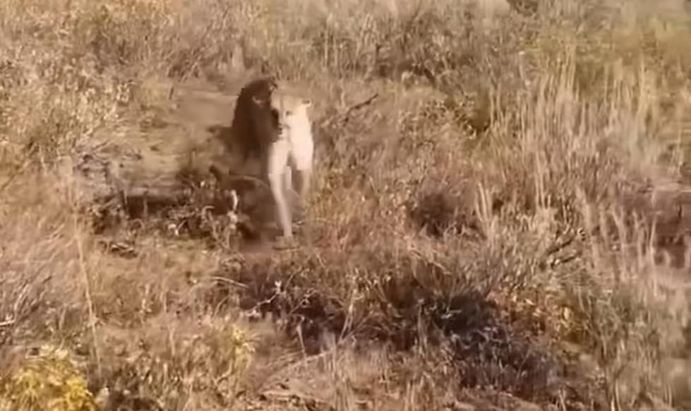 WATCH: Frightened Hiker Shoots At Charging Mountain Lion