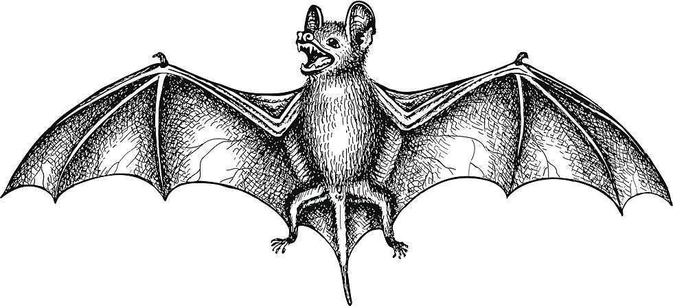 Ancient Bat Species Uncovered In Wyoming