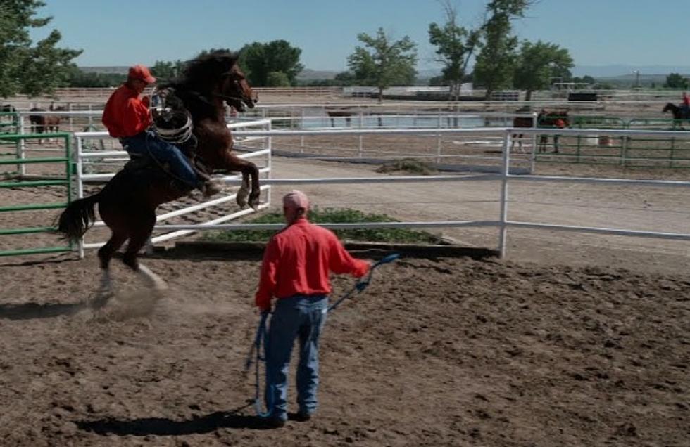 How Wyoming Uses Wild Horses To Help Prison Inmates