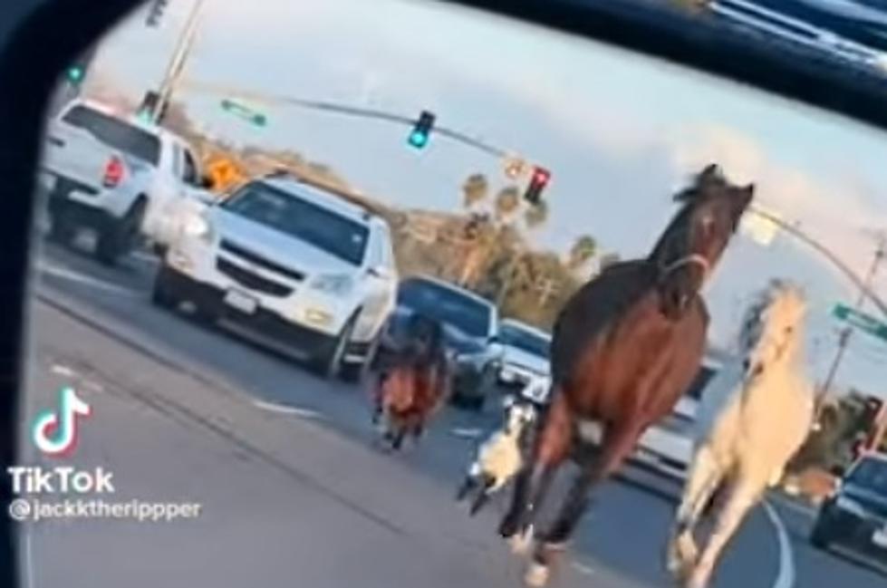 WATCH: 3 Horses And A Goat Escape Down A Highway