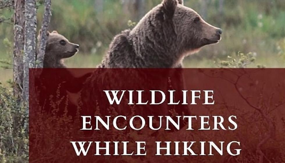 The Ultimate Guide To Surviving Wyoming Wildlife Encounters