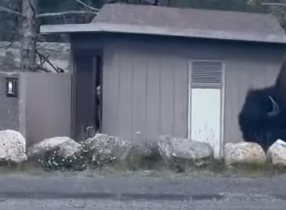 Yellowstone Bison Impatiently Waits His Turn At Outhouse