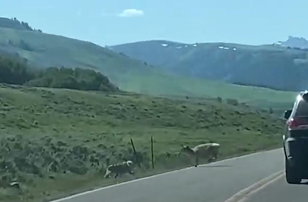 Wyoming Wolf Snatches Baby Pronghorn In Front Of  Shocked Tourist
