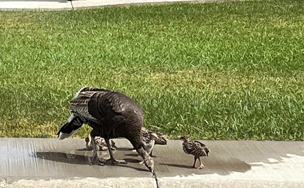 Wyoming Mama Turkey Teaches Future Gang Members