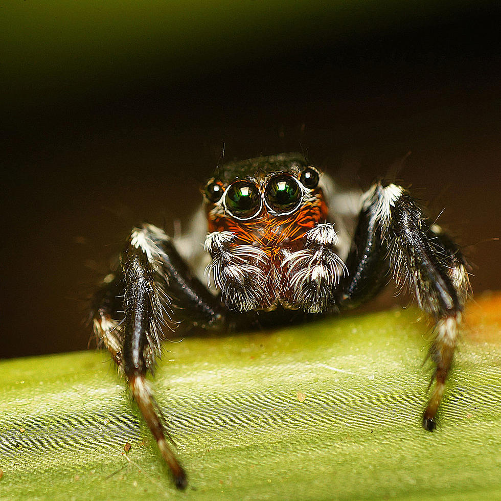 Wyoming Talk Show Host Thwarts Murderous Spider