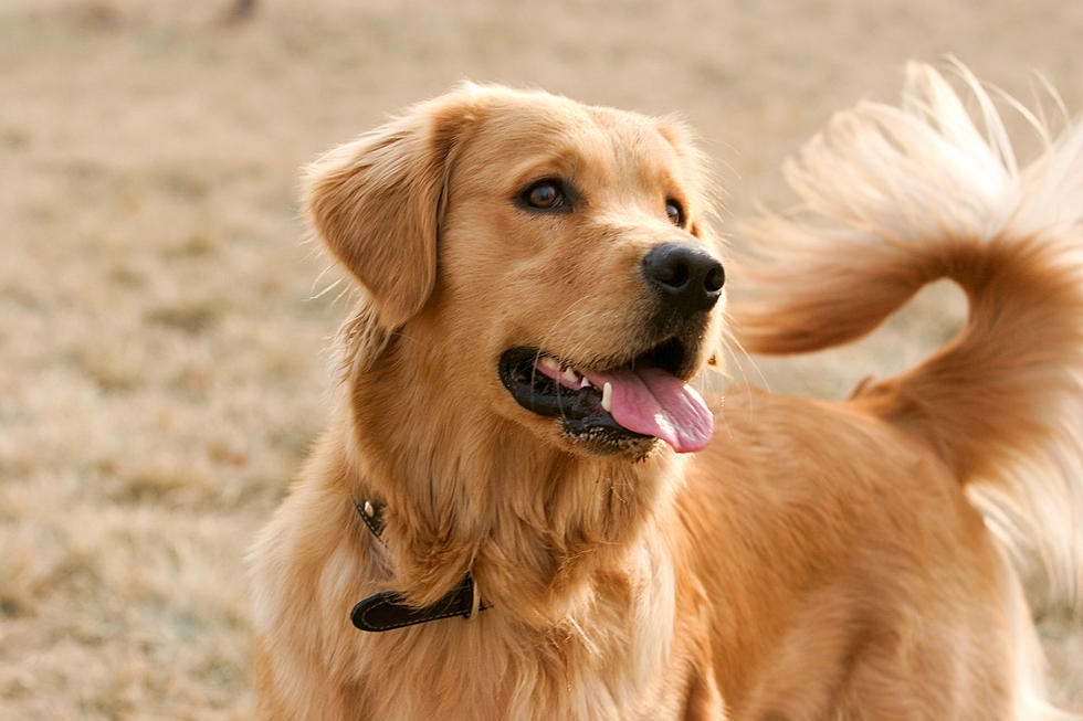 WATCH: Brave Golden Retriever Protects Boy From Bear