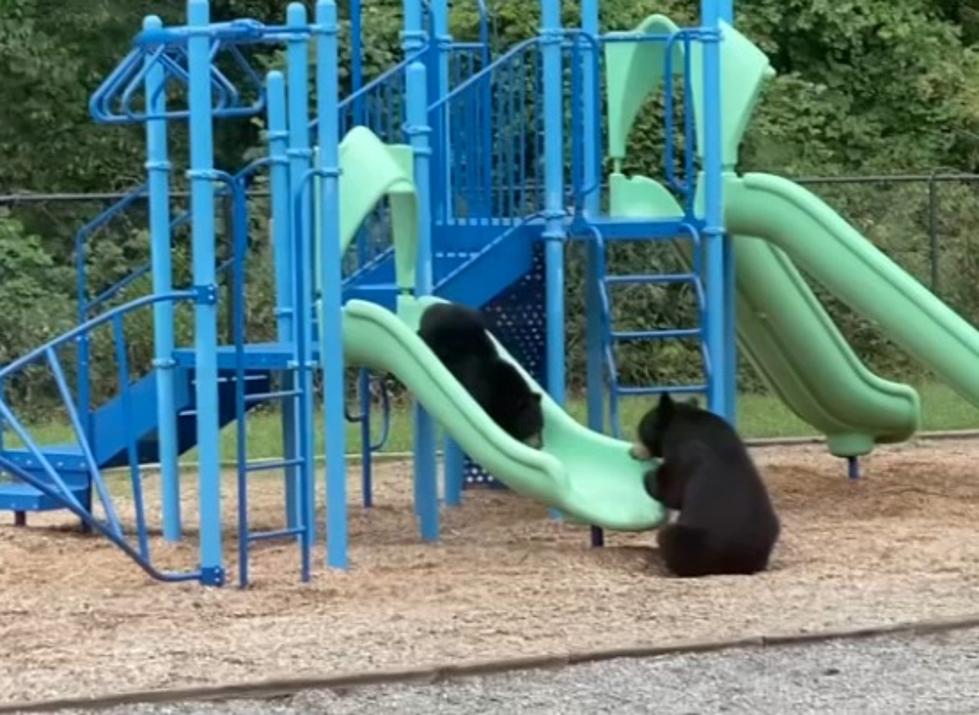 WATCH: Bears Love Slides