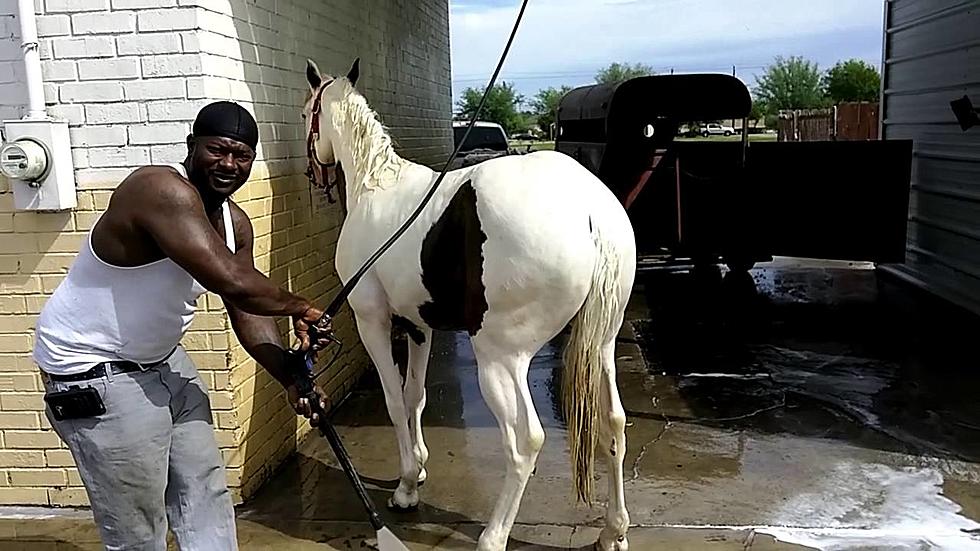 WATCH: People Washing Their Horses At Car Washes