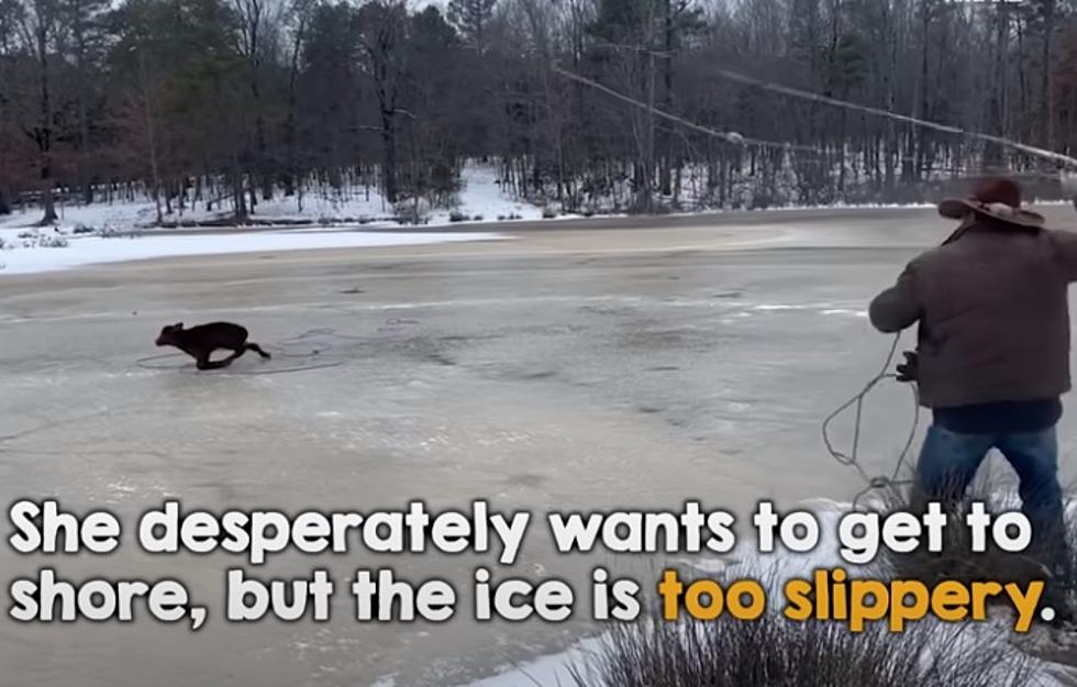 WATCH: Cowboy Rescues Calf From Ice With Lasso