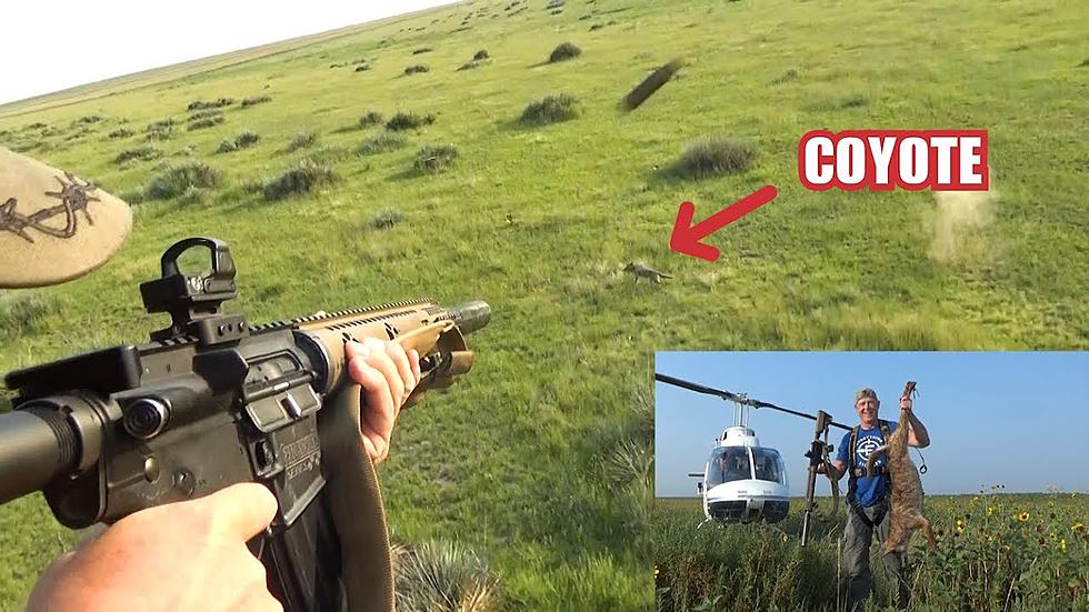 Who Wants To Hunt Coyotes From A Helicopter In Wyoming?