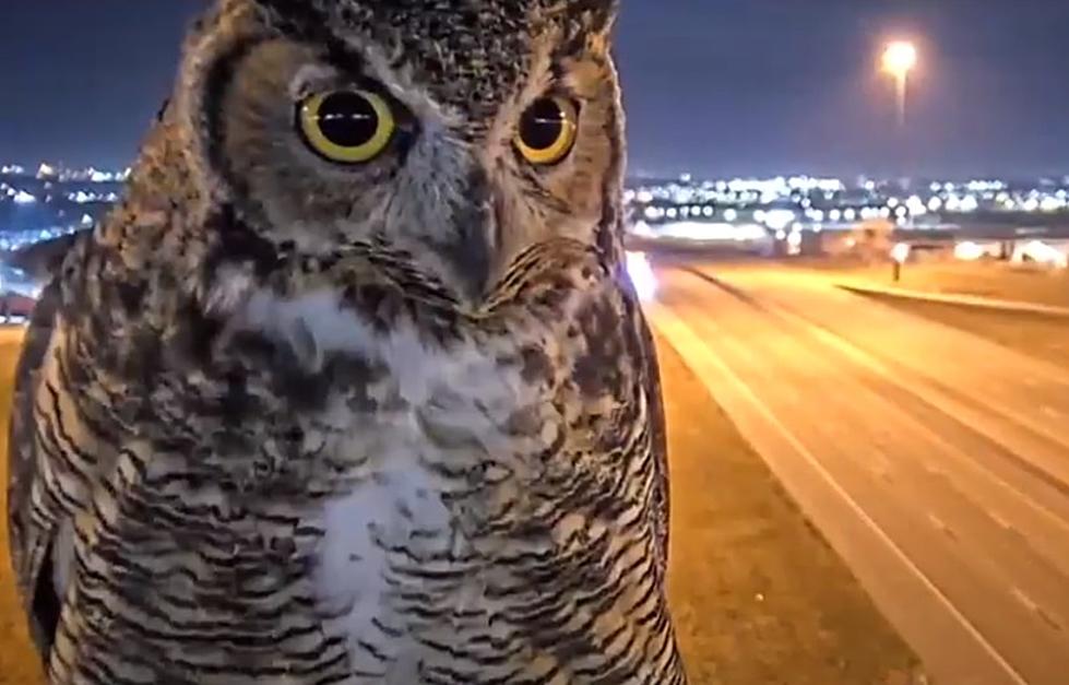 Gary The Owl Poses For Highway Camera