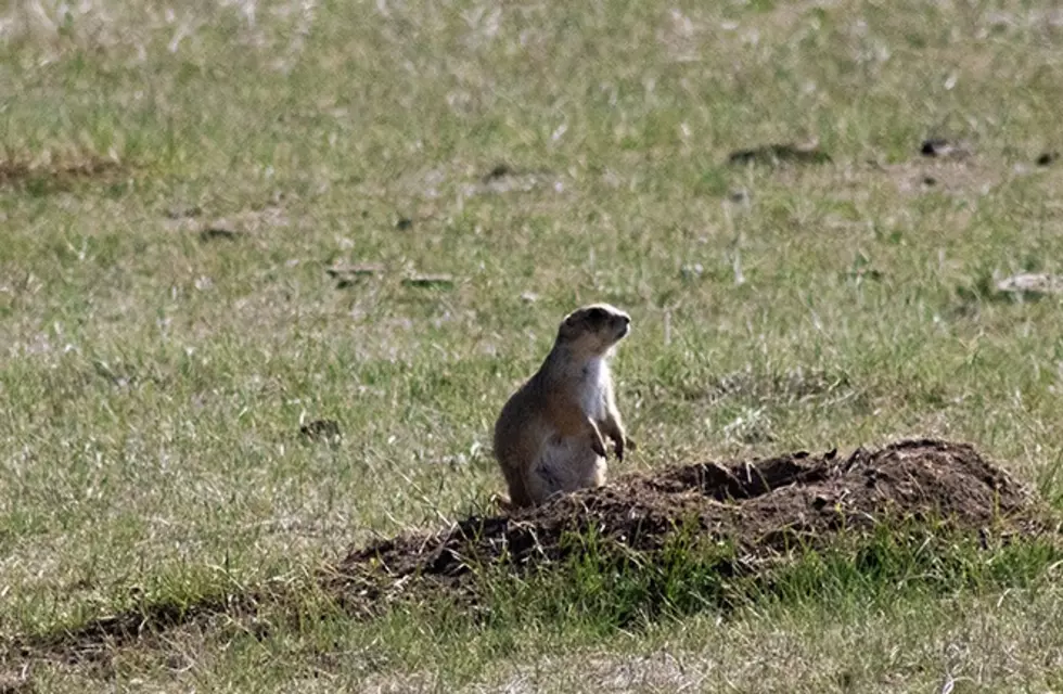 Massive Prairie Dog Town Covers Centeral Wyoming