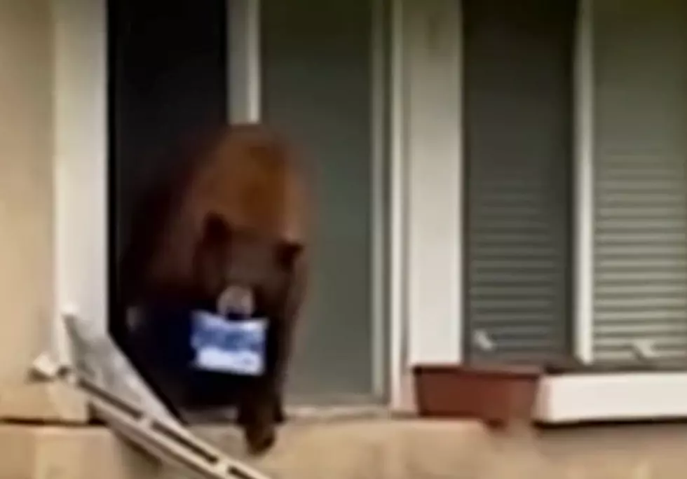 WATCH: Bear Breaks Into House, Steals Oreos