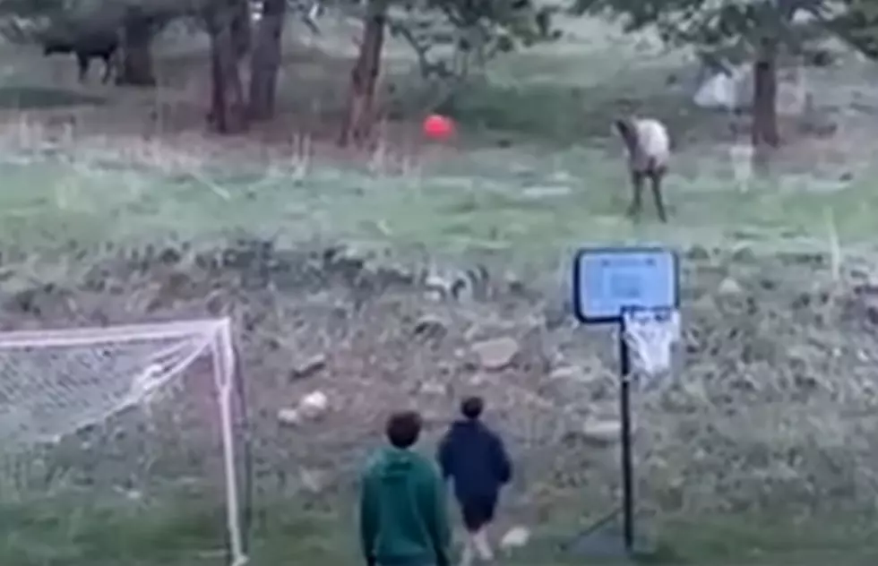 Colorado Elk Plays Kickball With Kids