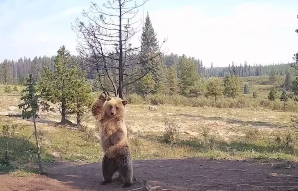 WATCH: Young Grizzly Bustin’ Hot Dance Moves