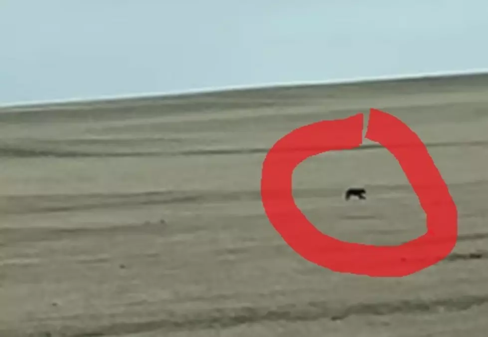 Black Bear Spotted North East Of Cheyenne