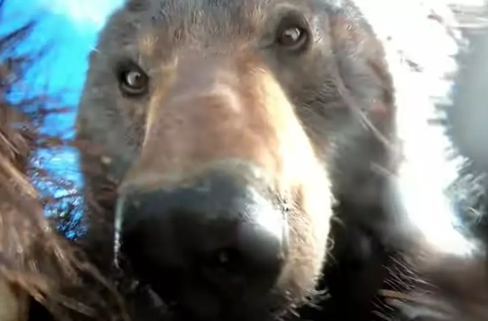 Wyoming Bear Finds Lost GoPro & Manages To Turn It On