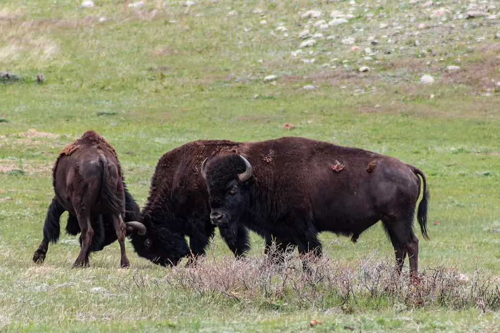 Where To See Wild Wyoming Buffalo For Free