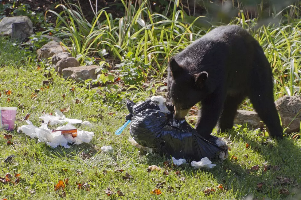 AwakenedEye bear trash
