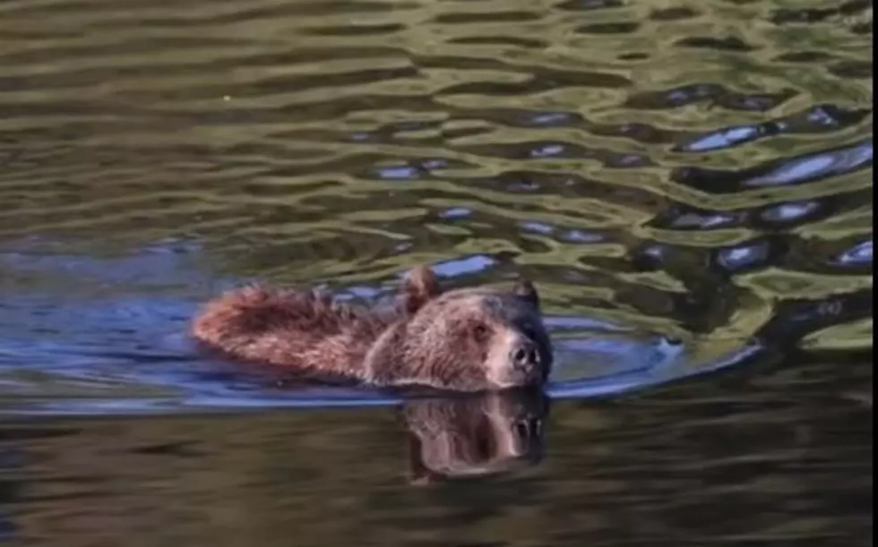 Matt Geo Wilder TikTok Bears Tetons