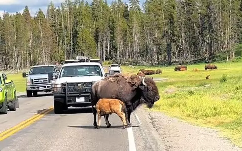 When Mama Feeds Baby Wyoming Traffic Stops