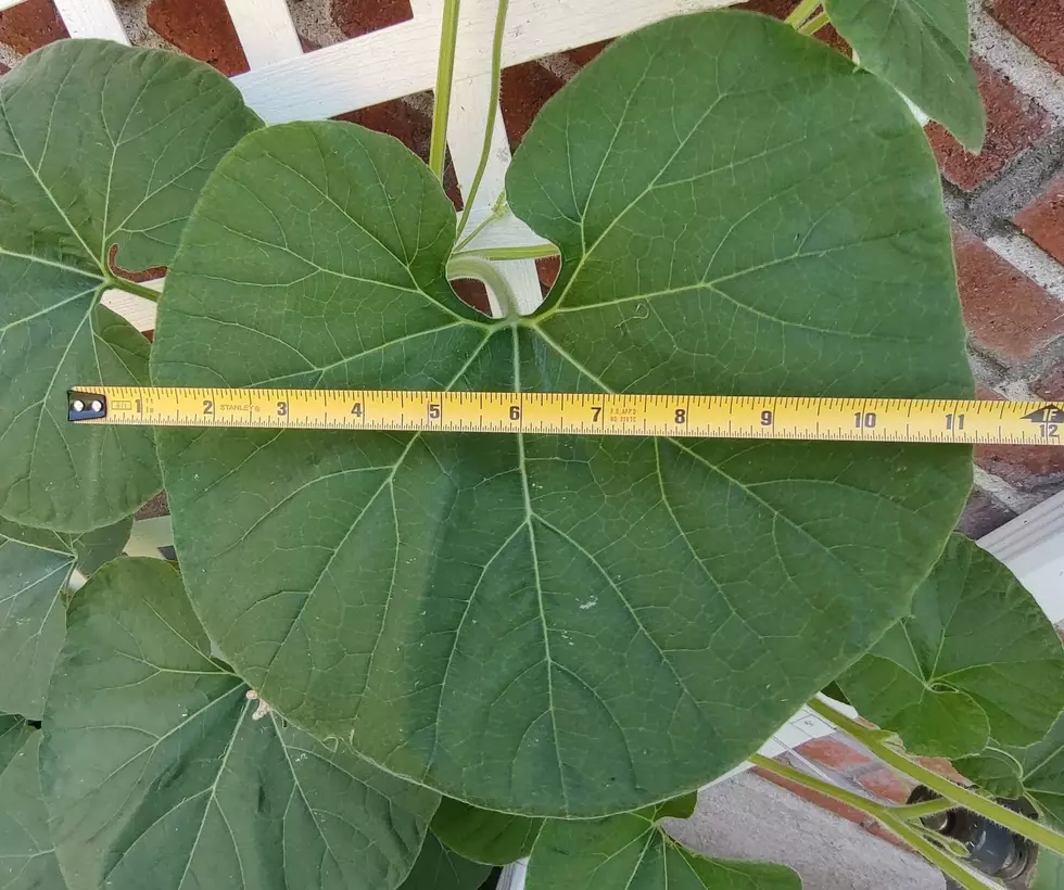 BIG Cucuzza leaf photo by Tim Mandese
