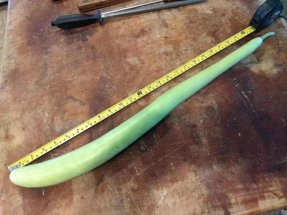 BIG Cucuzza photo by Tim Mandese