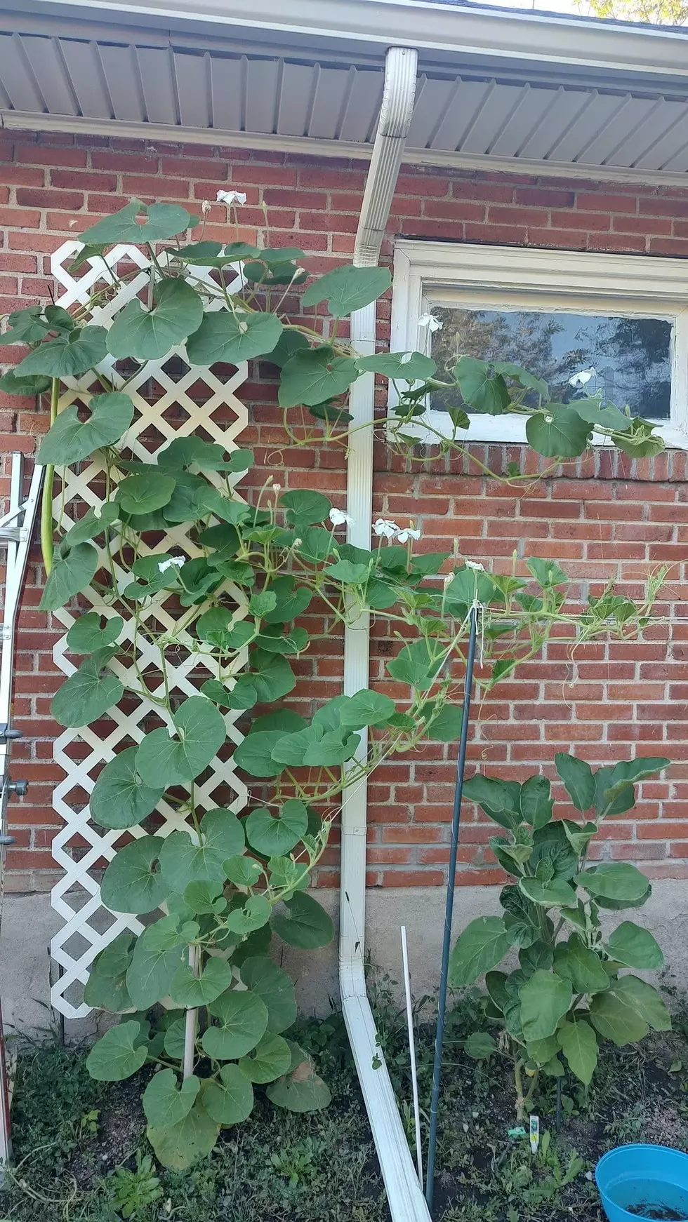 Cucuzza growing in Tim's back yard in Cheyenne Wyoming Photo by Tim Mandeze