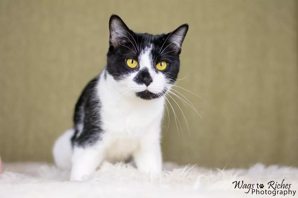 Olive The Cat Needs A New Home