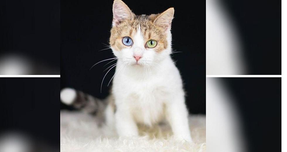 Marigold Is A Unique Cat That Could Use a Great New Home