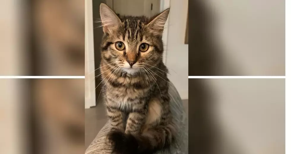 14-Week-Old Riley Needs A Loving Home
