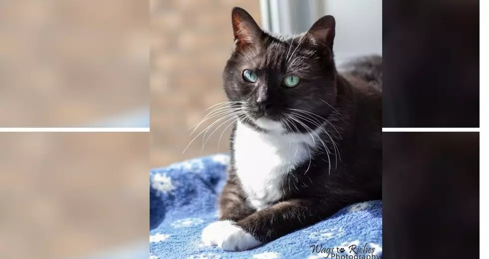 Boots Is An Emerald-Eyed Cat That Deserves A Loving Home
