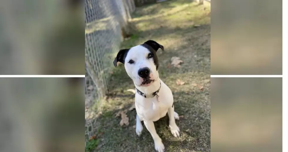 Tabitha Is A Sweet Pit Bull That Needs A New Home