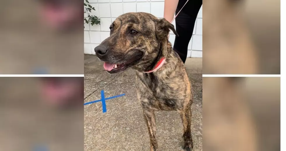 Consider Giving This Sweet dog A New Loving Home