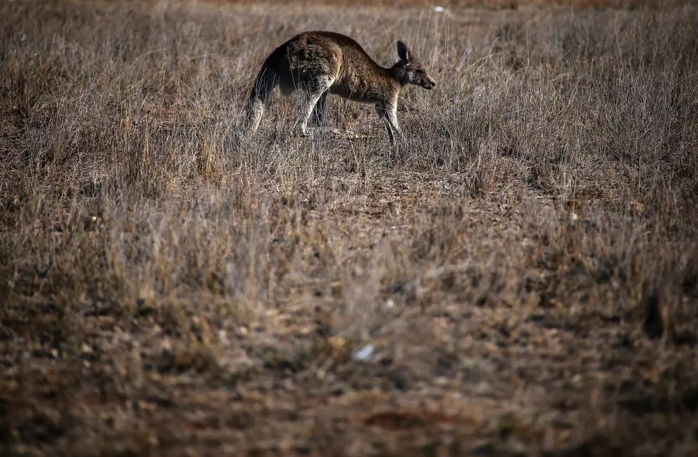 Anyone Missing A Kangaroo In Tuscaloosa Alabama?