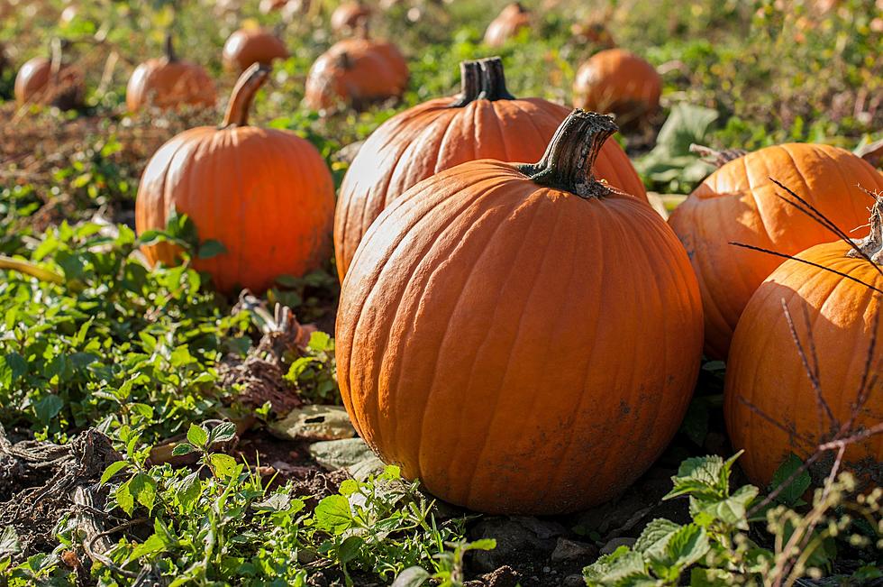 Let's Go! The Ultimate Guide To West Alabama Pumpkin Patches