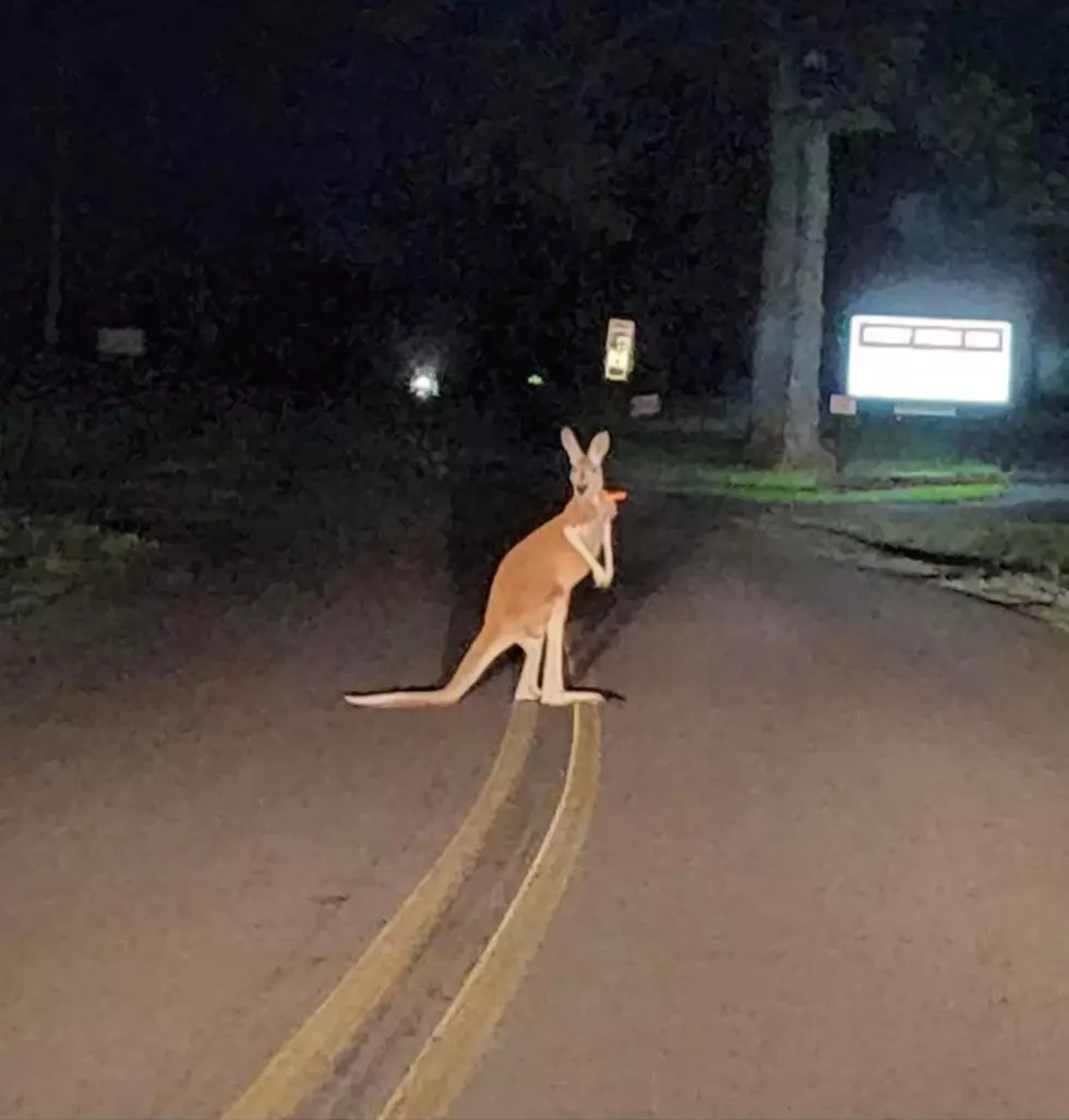 Watch Out: Kangaroo Escapes In Cullman For The Second Time 