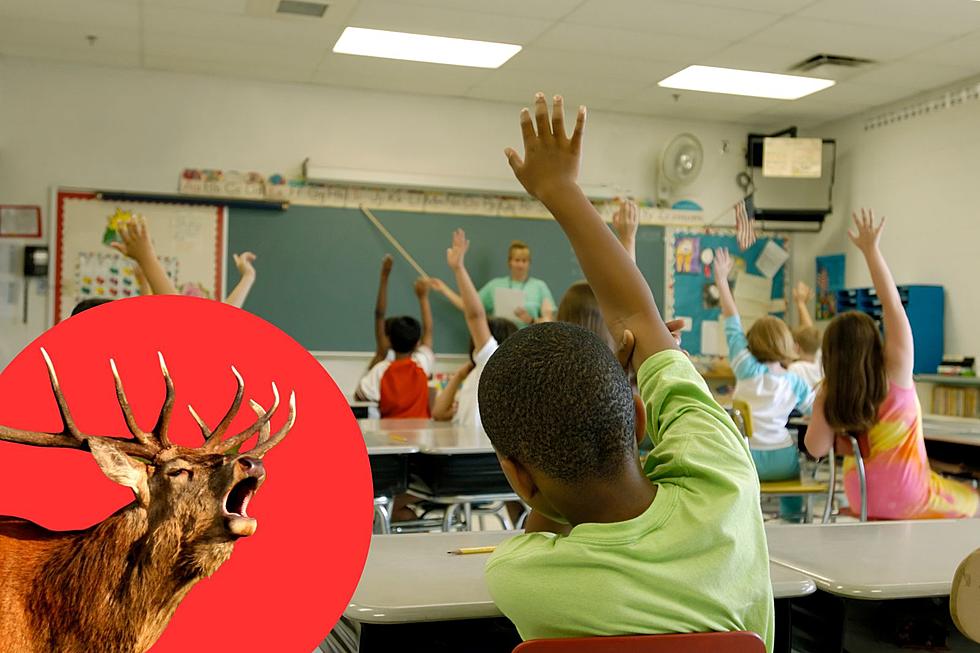 Video Captures Moment A Deer Smashes Into Alabama Classroom