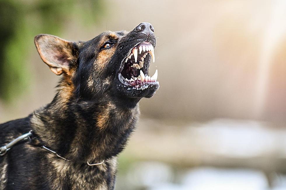 Alabama Beware: Man Dead After Being Mauled By Pack Of Dogs